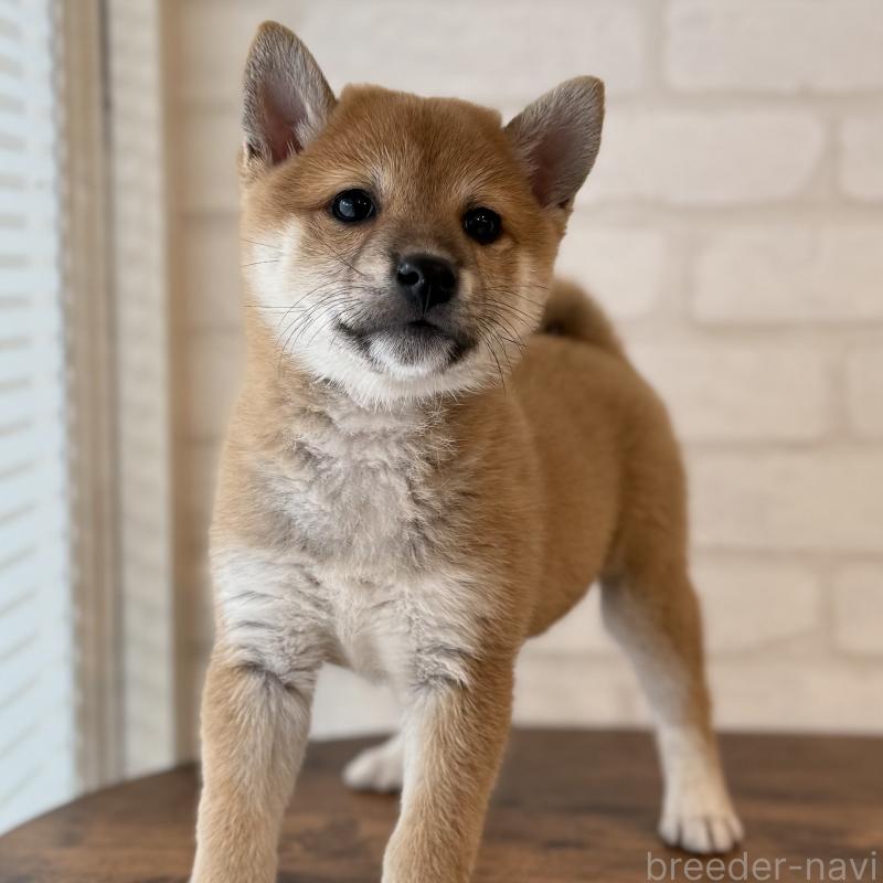 販売中の大阪府の柴犬-423626の2枚目