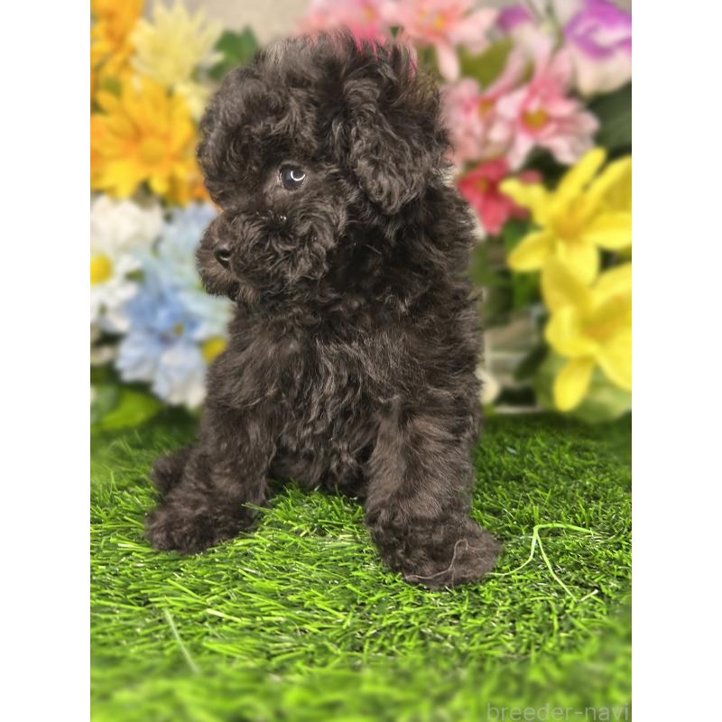 販売中の埼玉県のティーカッププードル-427353の2枚目