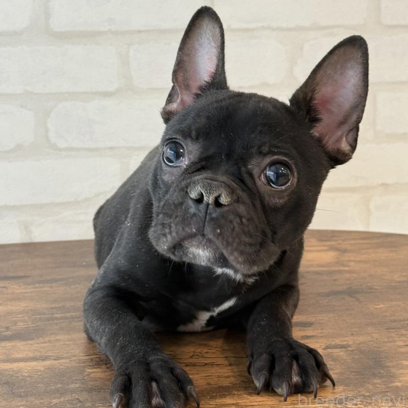 販売中の大阪府のフレンチブルドッグ-417415