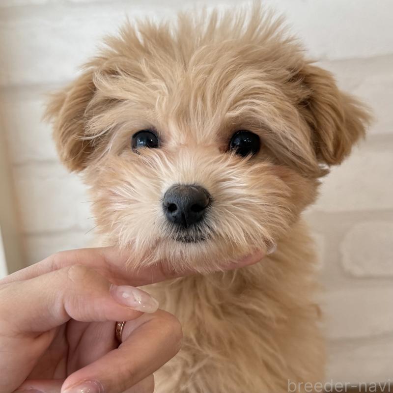 販売中の大阪府のマルプー:マルチーズ×トイプードル-423623