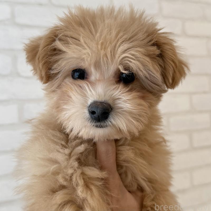 商談中の大阪府のマルプー:マルチーズ×トイプードル-423623の6枚目