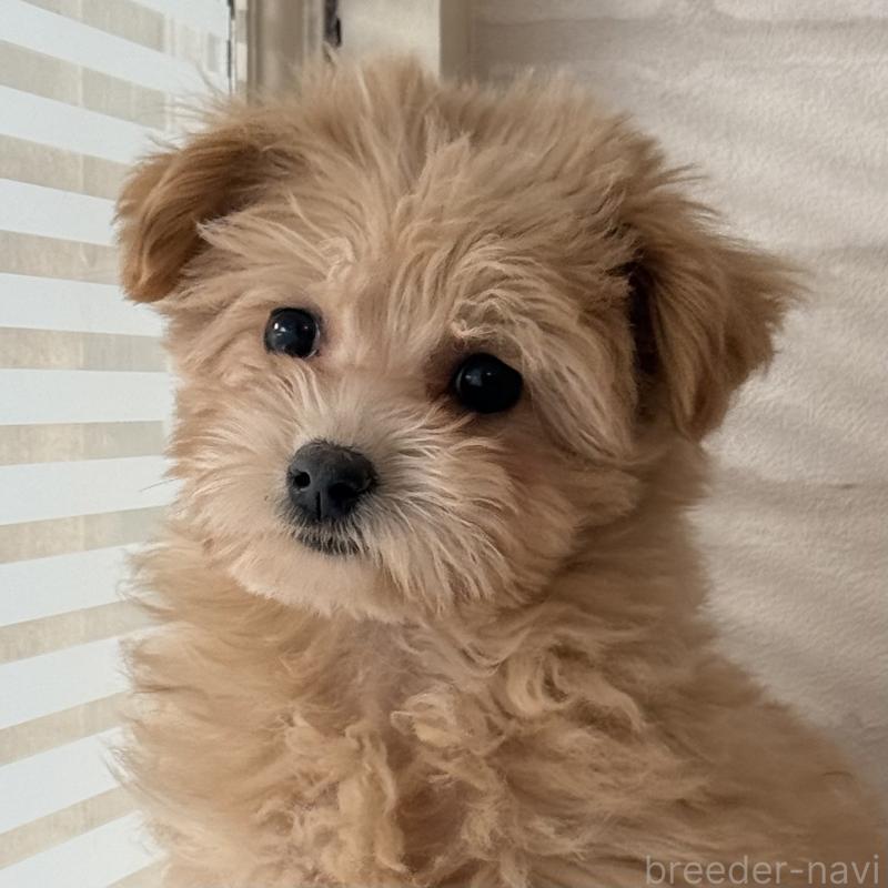 商談中の大阪府のマルプー:マルチーズ×トイプードル-423623の5枚目