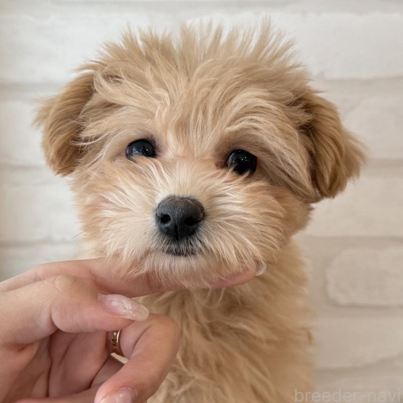 商談中の大阪府のマルプー:マルチーズ×トイプードル-423623の4枚目