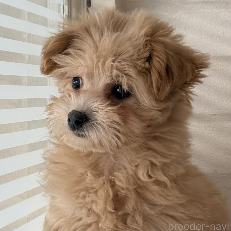 商談中の大阪府のマルプー:マルチーズ×トイプードル-423623の3枚目