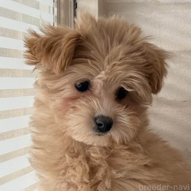 商談中の大阪府のマルプー:マルチーズ×トイプードル-423623の2枚目