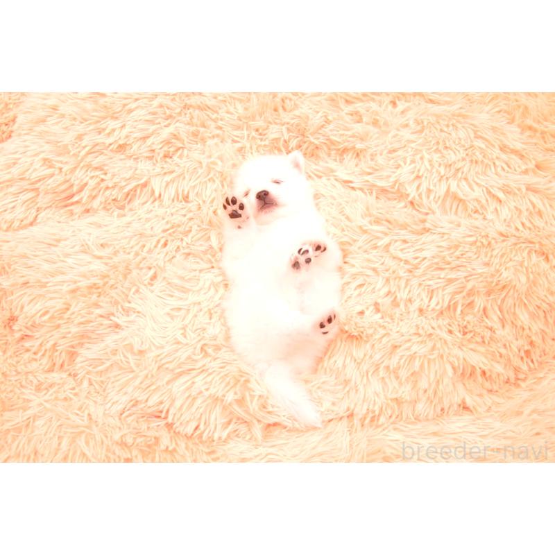 販売中の茨城県の日本スピッツ-427354の5枚目