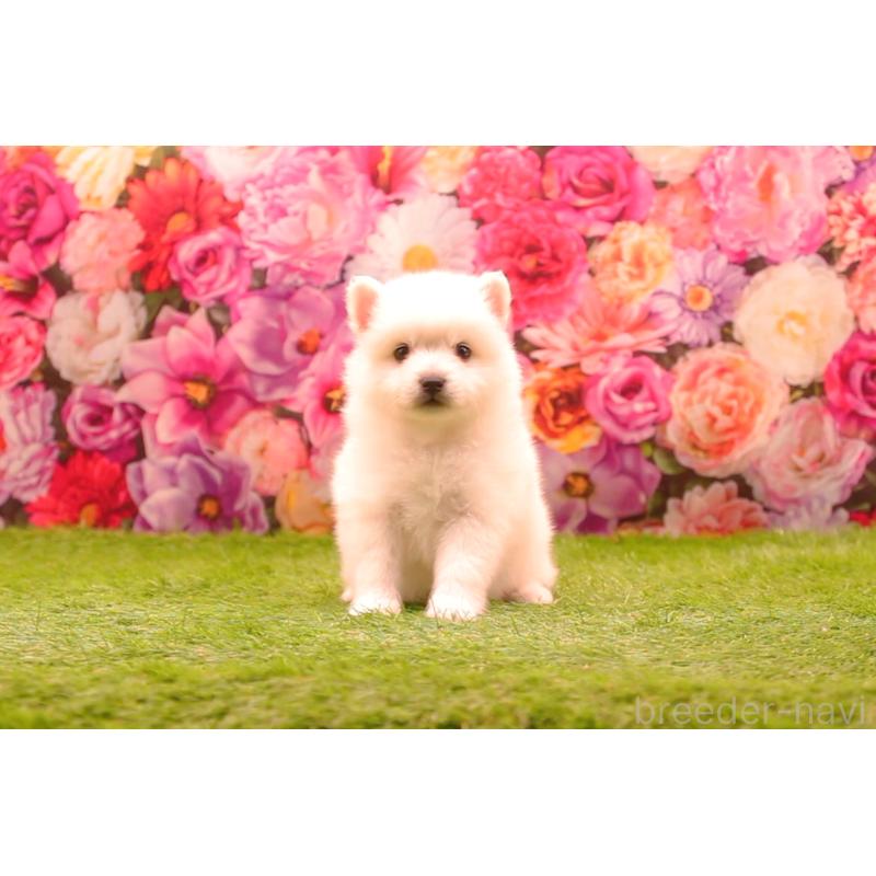 販売中の茨城県の日本スピッツ-427354の2枚目