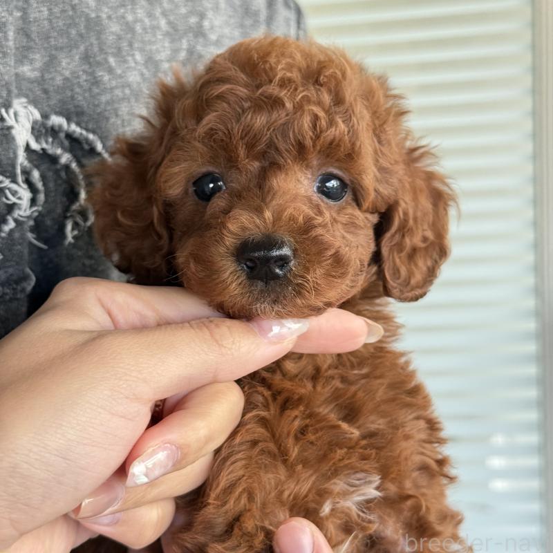 販売中の大阪府のトイプードル-427355