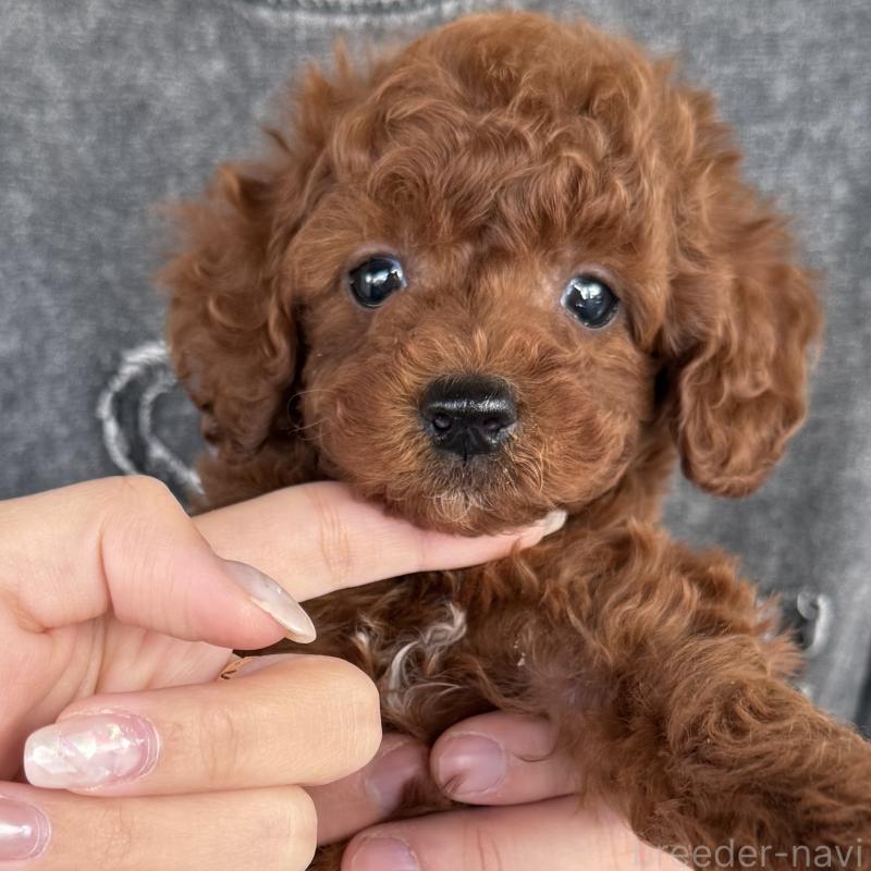 成約済の大阪府のトイプードル-427355の5枚目