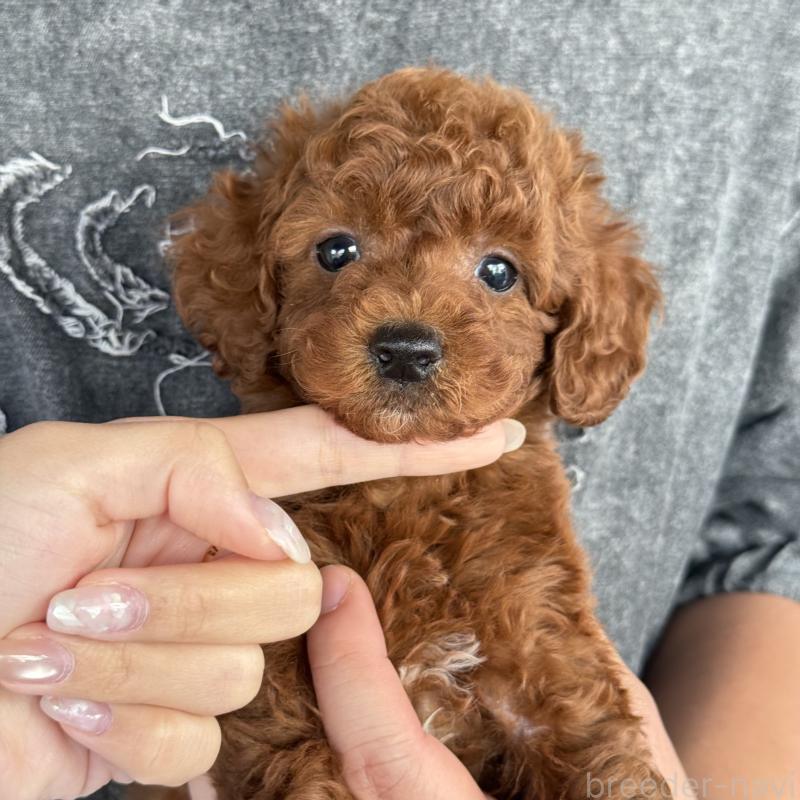 成約済の大阪府のトイプードル-427355の3枚目