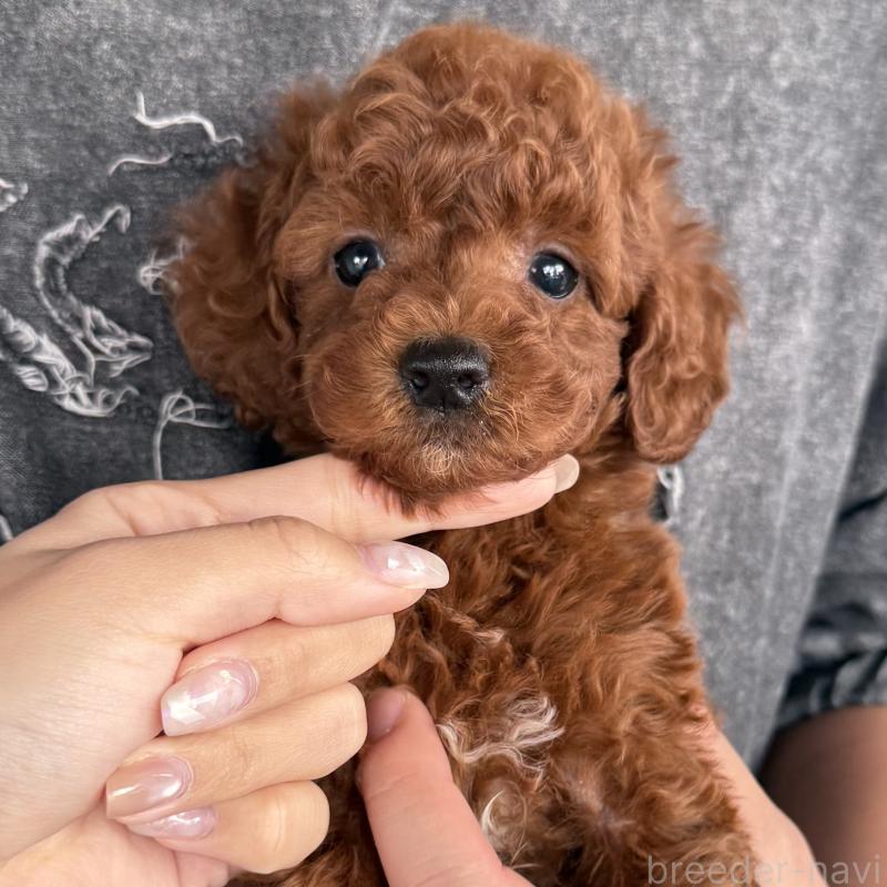 成約済の大阪府のトイプードル-427355の2枚目