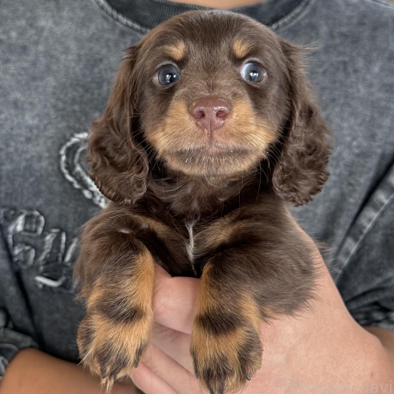 成約済の大阪府のミニチュアダックスフンド(ロングヘアード)-427356の8枚目