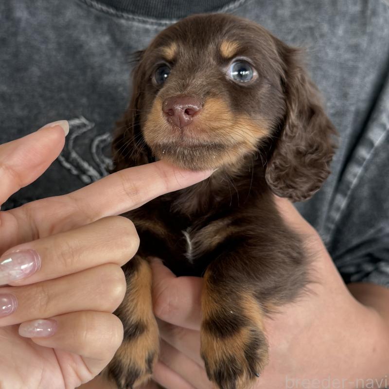 成約済の大阪府のミニチュアダックスフンド(ロングヘアード)-427356の7枚目