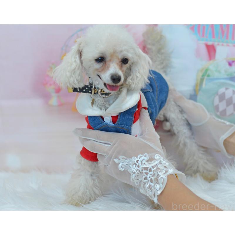 販売中の埼玉県のティーカッププードル-334041の7枚目