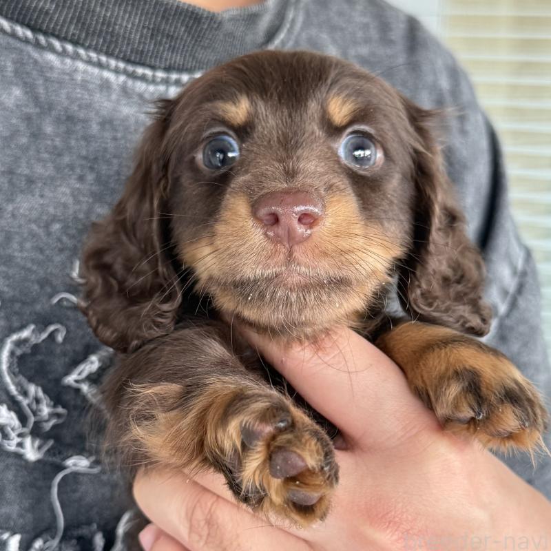 成約済の大阪府のミニチュアダックスフンド(ロングヘアード)-427356の5枚目