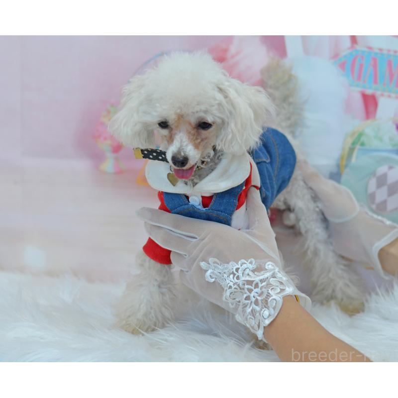 販売中の埼玉県のティーカッププードル-334041の6枚目