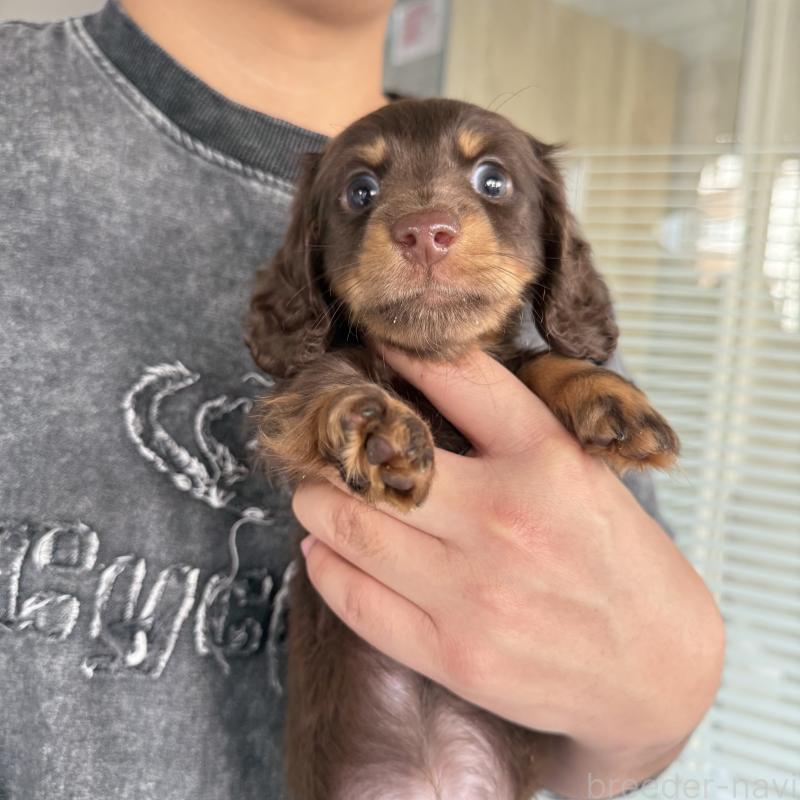 成約済の大阪府のミニチュアダックスフンド(ロングヘアード)-427356の4枚目