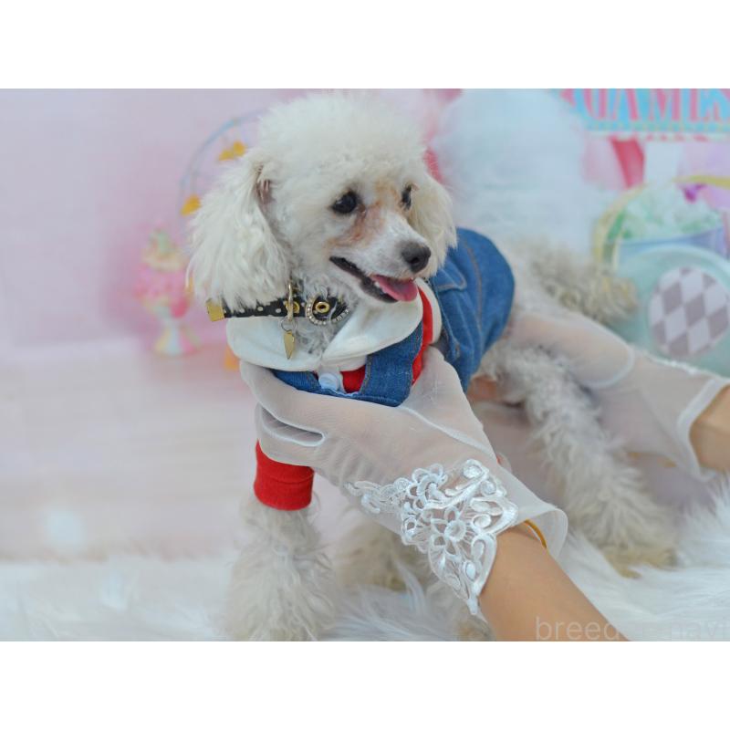 販売中の埼玉県のティーカッププードル-334041の5枚目