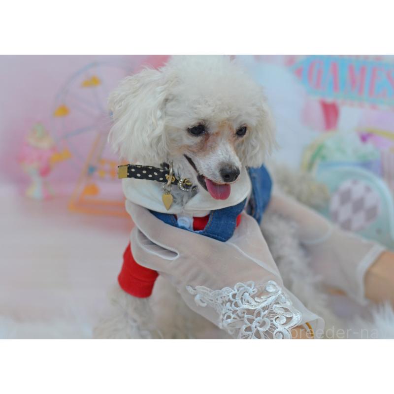 販売中の埼玉県のティーカッププードル-334041の4枚目