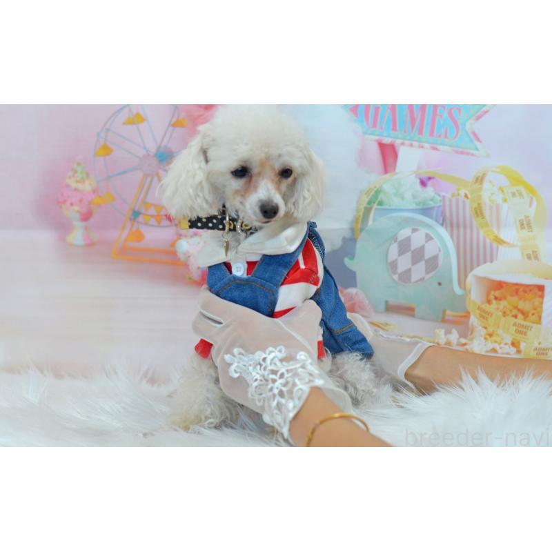 販売中の埼玉県のティーカッププードル-334041の3枚目