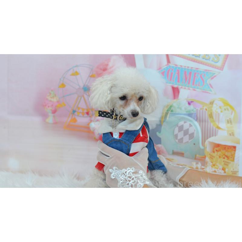 販売中の埼玉県のティーカッププードル-334041の2枚目