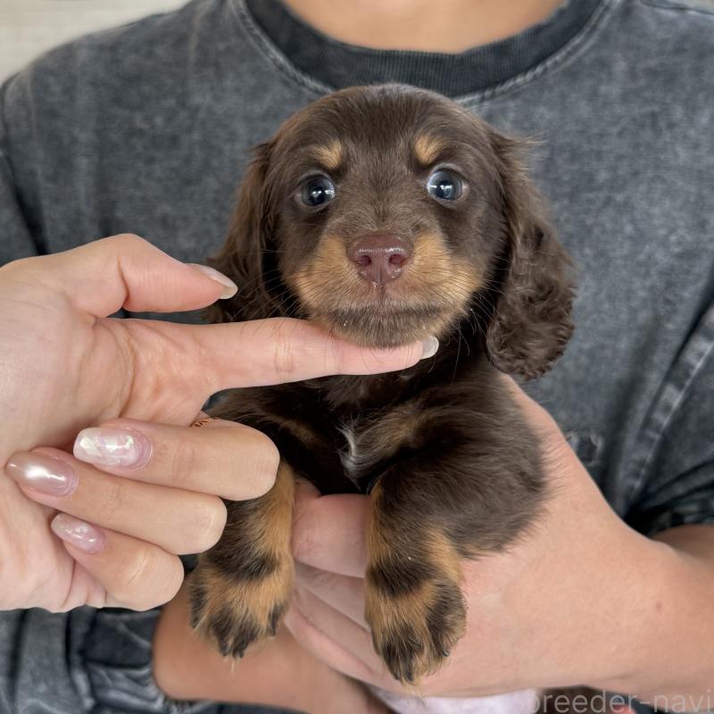 成約済の大阪府のミニチュアダックスフンド(ロングヘアード)-427356の2枚目