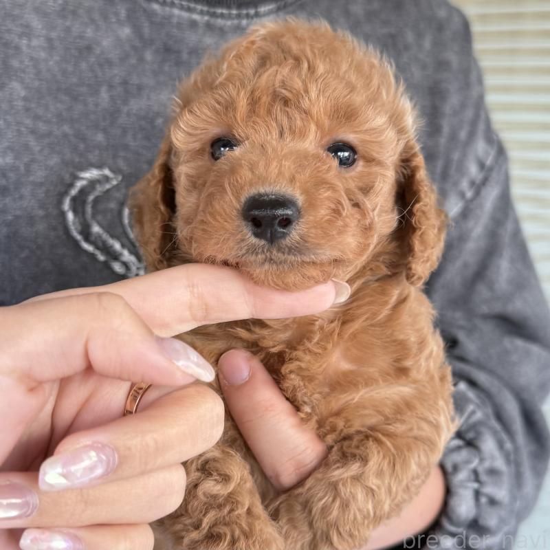 成約済の大阪府のダップー:ミニチュアダックスフンド×トイプードル-427357の6枚目