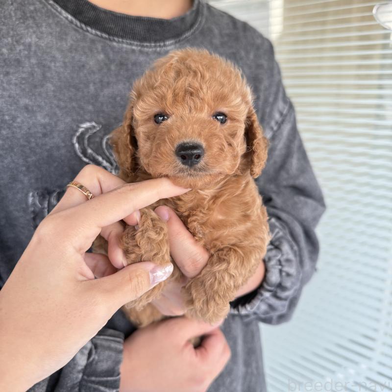 成約済の大阪府のダップー:ミニチュアダックスフンド×トイプードル-427357の5枚目