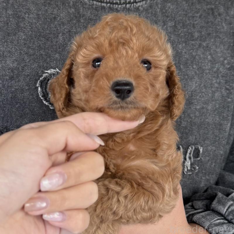 成約済の大阪府のダップー:ミニチュアダックスフンド×トイプードル-427357の4枚目