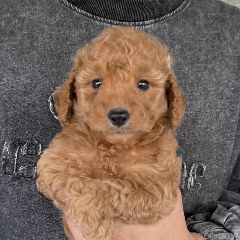 成約済の大阪府のダップー:ミニチュアダックスフンド×トイプードル-427357の3枚目