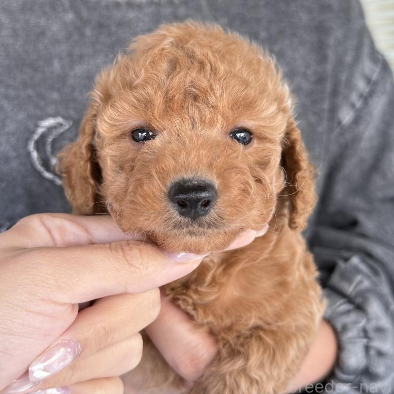 成約済の大阪府のダップー:ミニチュアダックスフンド×トイプードル-427357の2枚目