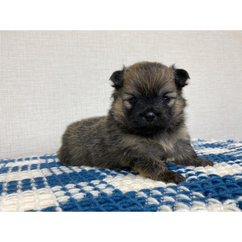 販売中の群馬県のポメチワ:ポメラニアン×チワワ-427359の6枚目