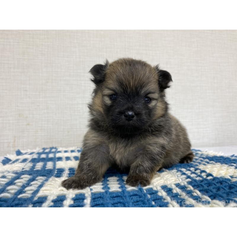 販売中の群馬県のポメチワ:ポメラニアン×チワワ-427359の5枚目