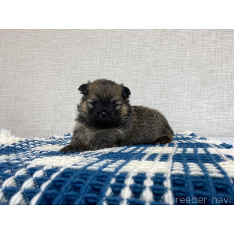 販売中の群馬県のポメチワ:ポメラニアン×チワワ-427359の4枚目