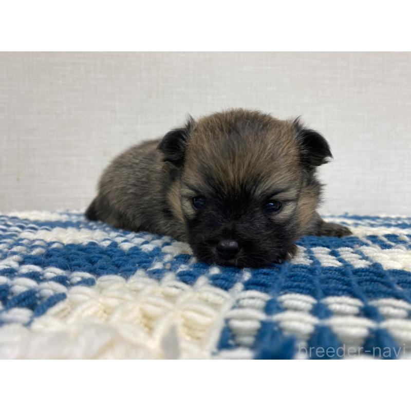 販売中の群馬県のポメチワ:ポメラニアン×チワワ-427359の3枚目