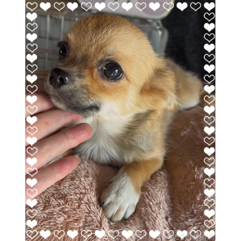 販売中の東京都のチワワ(ロングコート)-406744