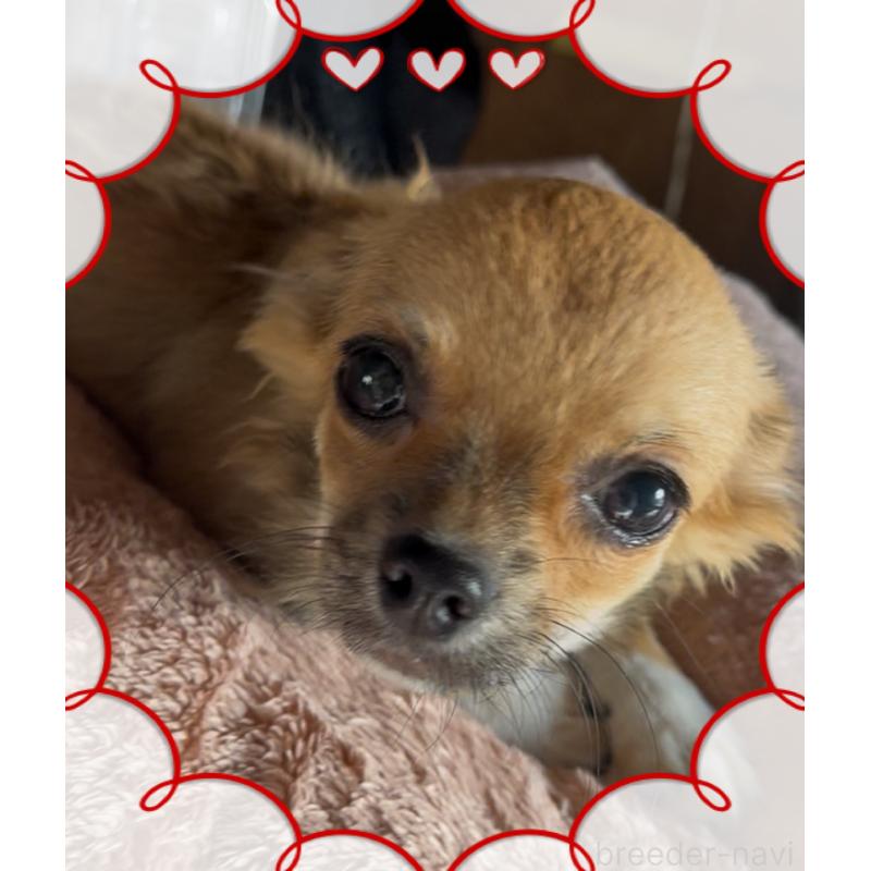 成約済の東京都のチワワ(ロングコート)-406744の4枚目