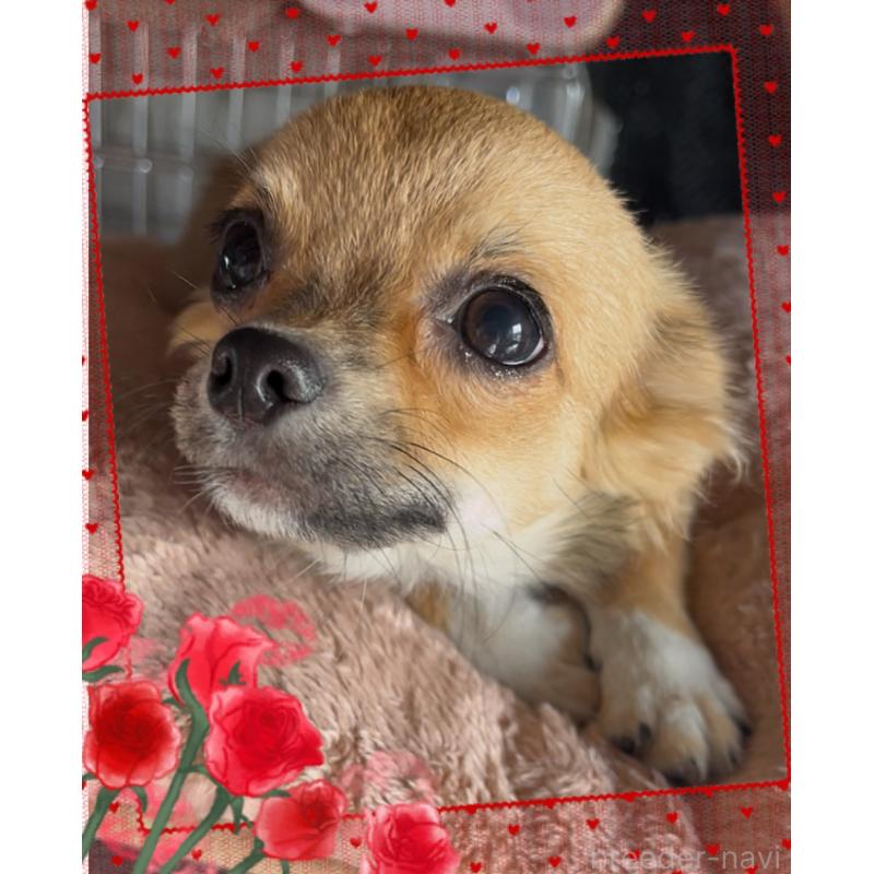 成約済の東京都のチワワ(ロングコート)-406744の3枚目