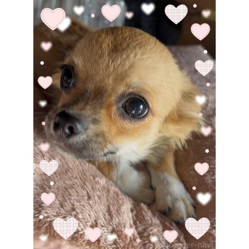 成約済の東京都のチワワ(ロングコート)-406744の2枚目