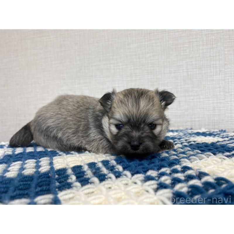 販売中の群馬県のポメチワ:ポメラニアン×チワワ-427360の5枚目