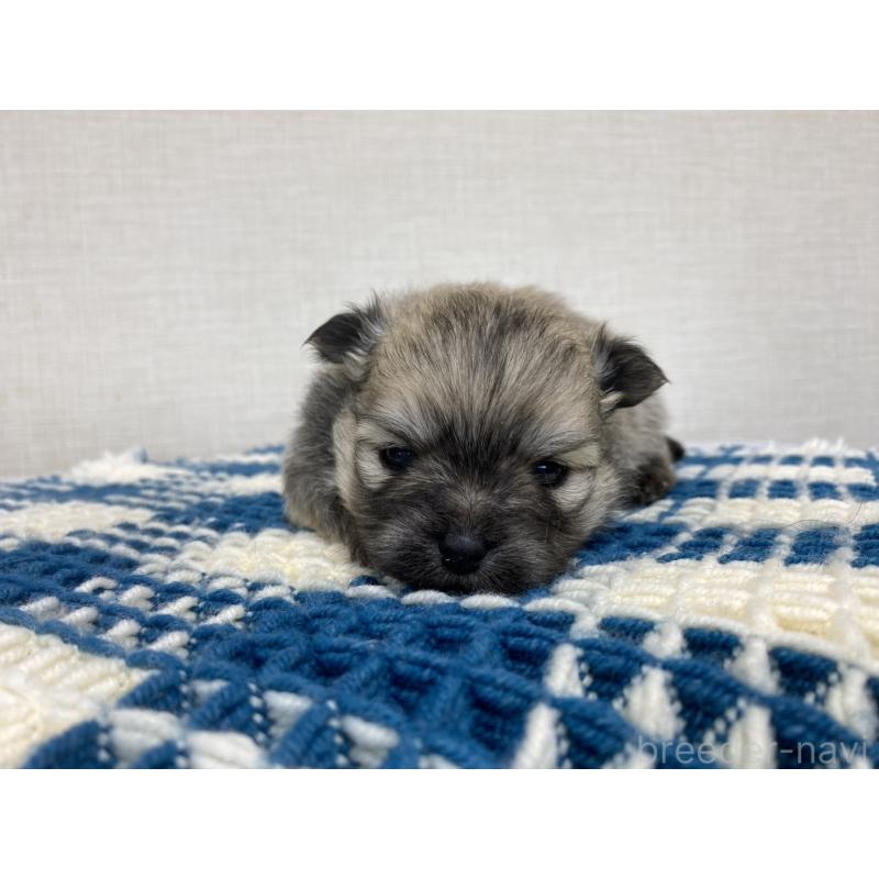 販売中の群馬県のポメチワ:ポメラニアン×チワワ-427360の4枚目