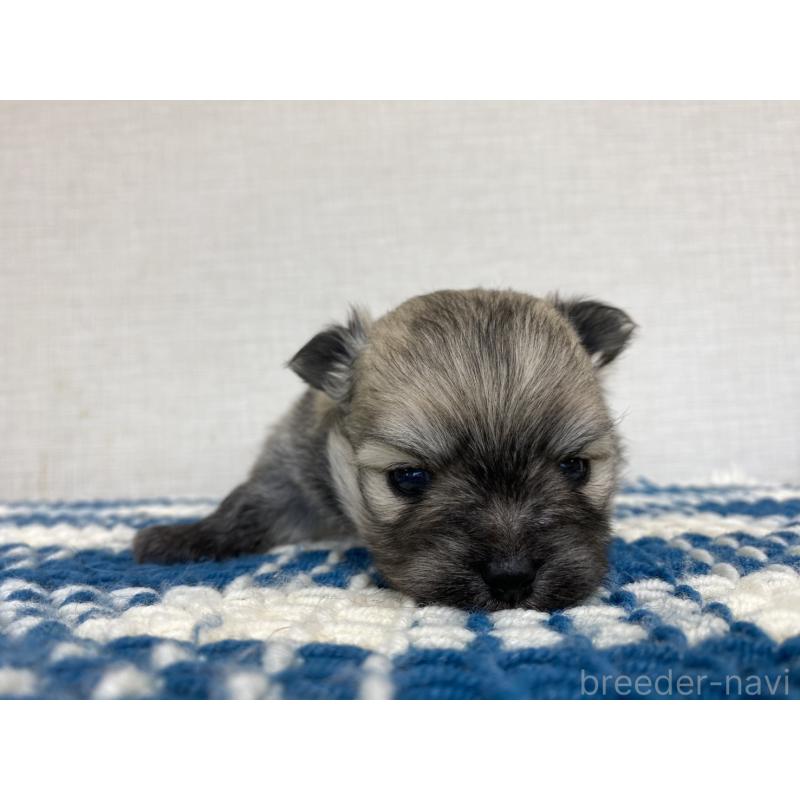 販売中の群馬県のポメチワ:ポメラニアン×チワワ-427360の2枚目