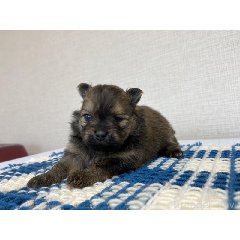 販売中の群馬県のポメチワ:ポメラニアン×チワワ-427361の5枚目