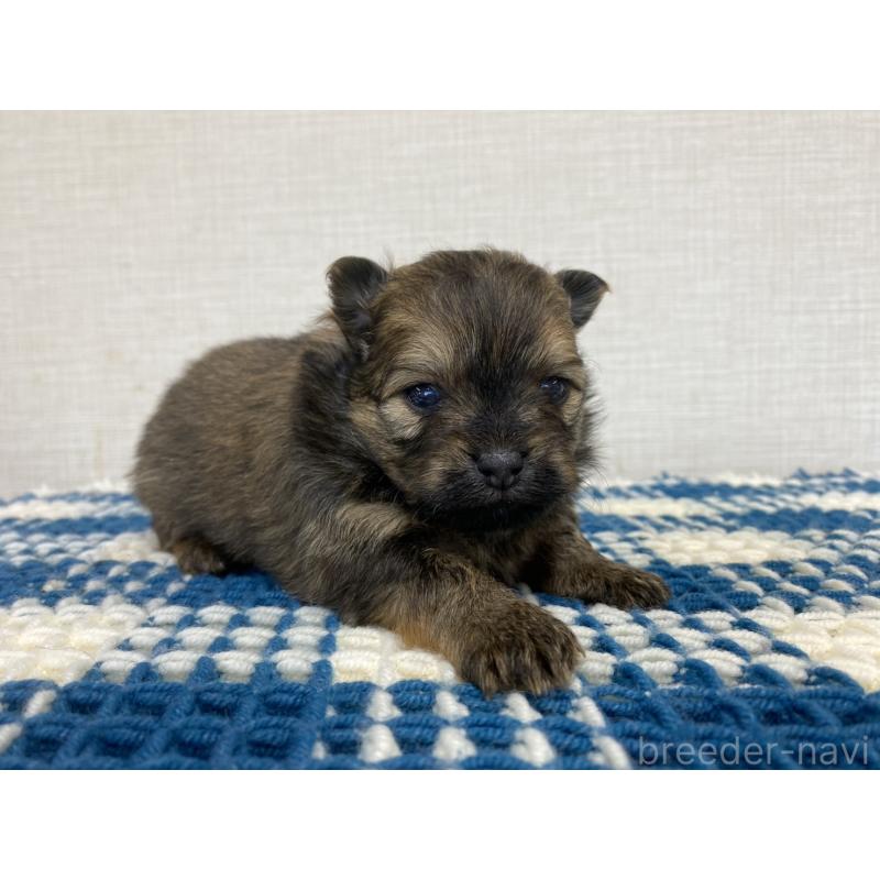 販売中の群馬県のポメチワ:ポメラニアン×チワワ-427361の3枚目