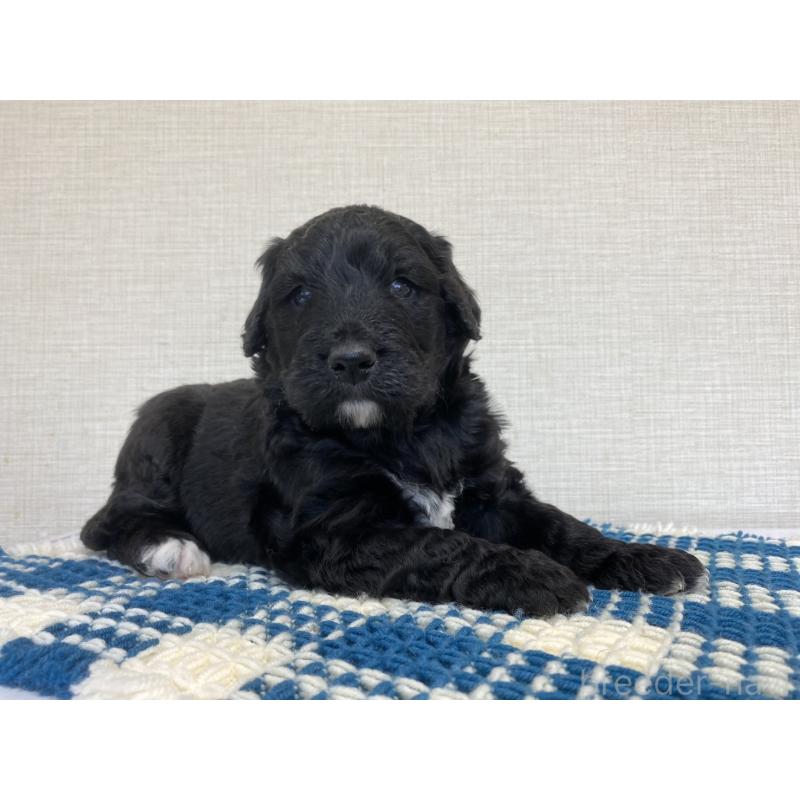 販売中の群馬県のバーニードゥードル:バーニーズ×スタンダードプードル-427364の4枚目