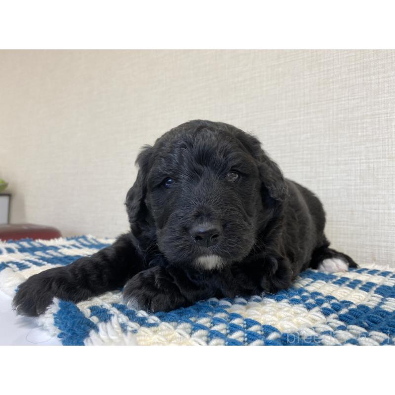 販売中の群馬県のバーニードゥードル:バーニーズ×スタンダードプードル-427364の3枚目