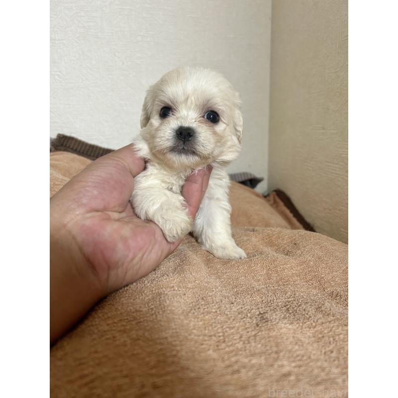 販売中の埼玉県のミックス犬-427362の1枚目