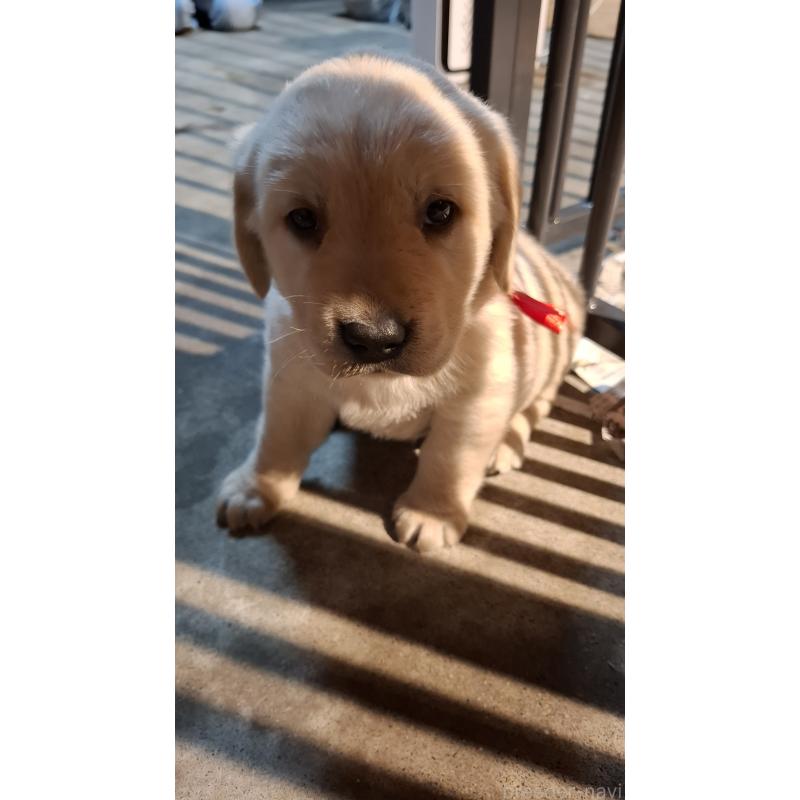 販売中の三重県のミックス犬-427366の2枚目