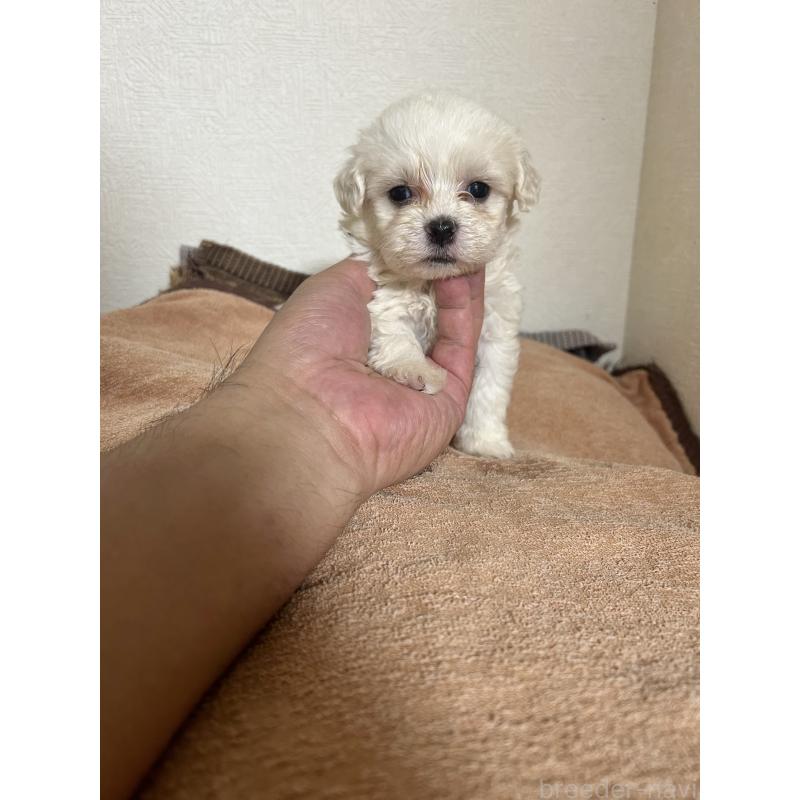 販売中の埼玉県のミックス犬-427365