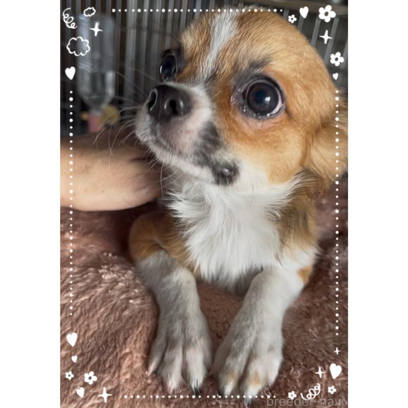 販売中の東京都のチワワ(ロングコート)-406740の8枚目